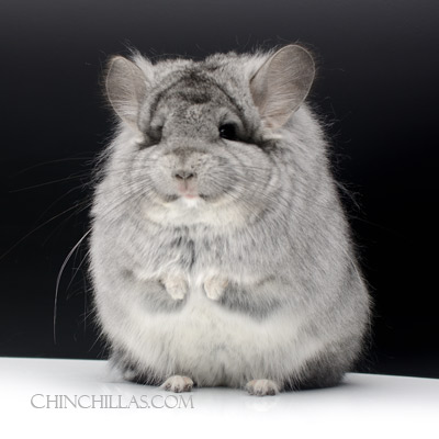 royal persian angora chinchillas for sale Veruka pink white mosaic standard black velvet